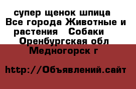 супер щенок шпица - Все города Животные и растения » Собаки   . Оренбургская обл.,Медногорск г.